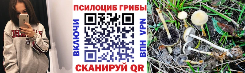 Галлюциногенные грибы Psilocybine cubensis  Цоци-Юрт 